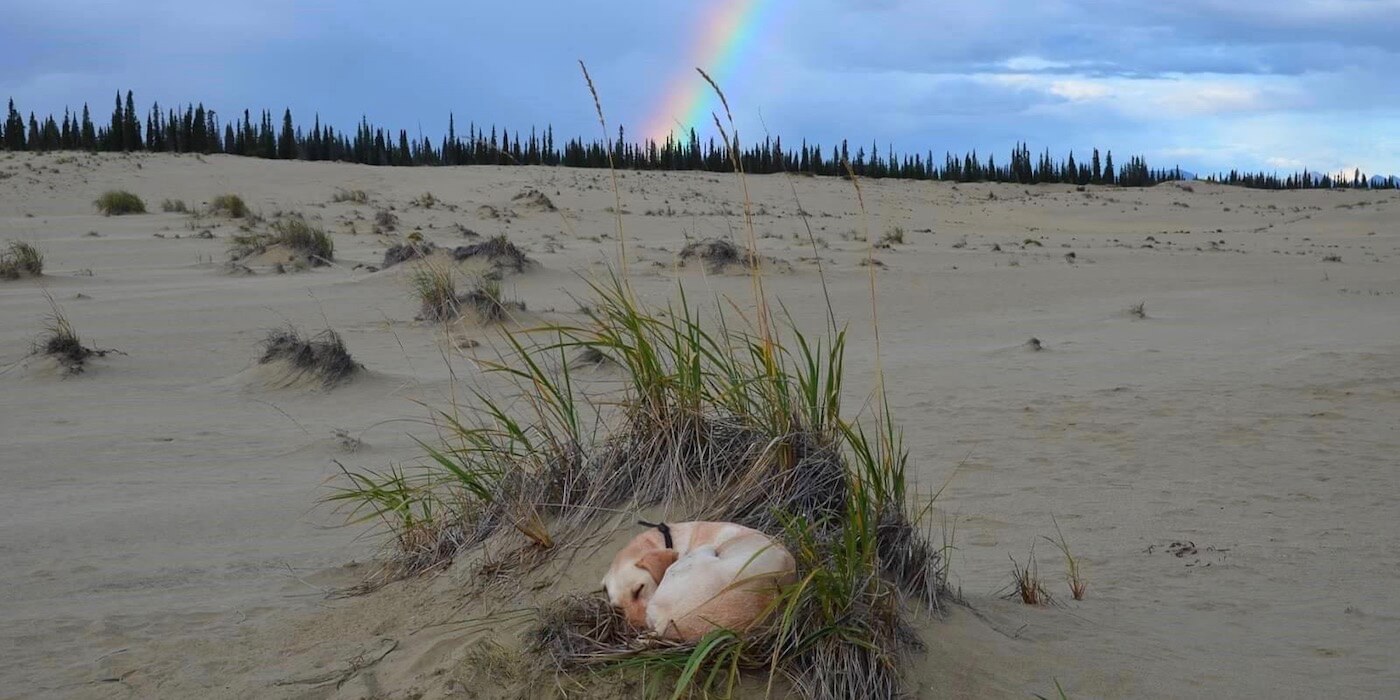 dog-and-rainbow