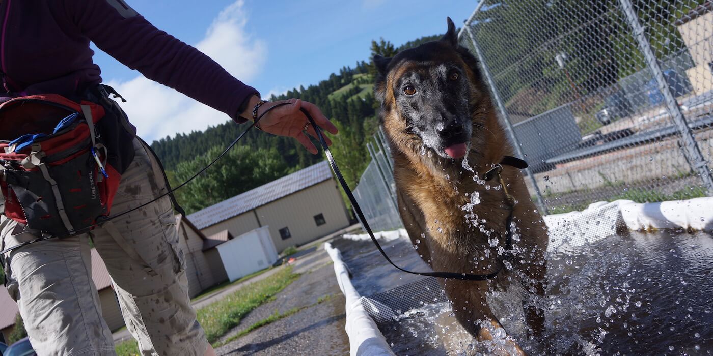 dog-in-water-trough