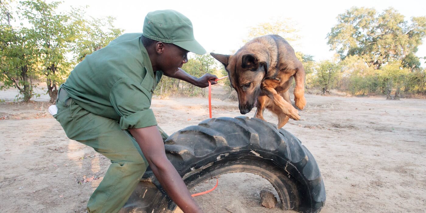 dog-jumping-for-handler