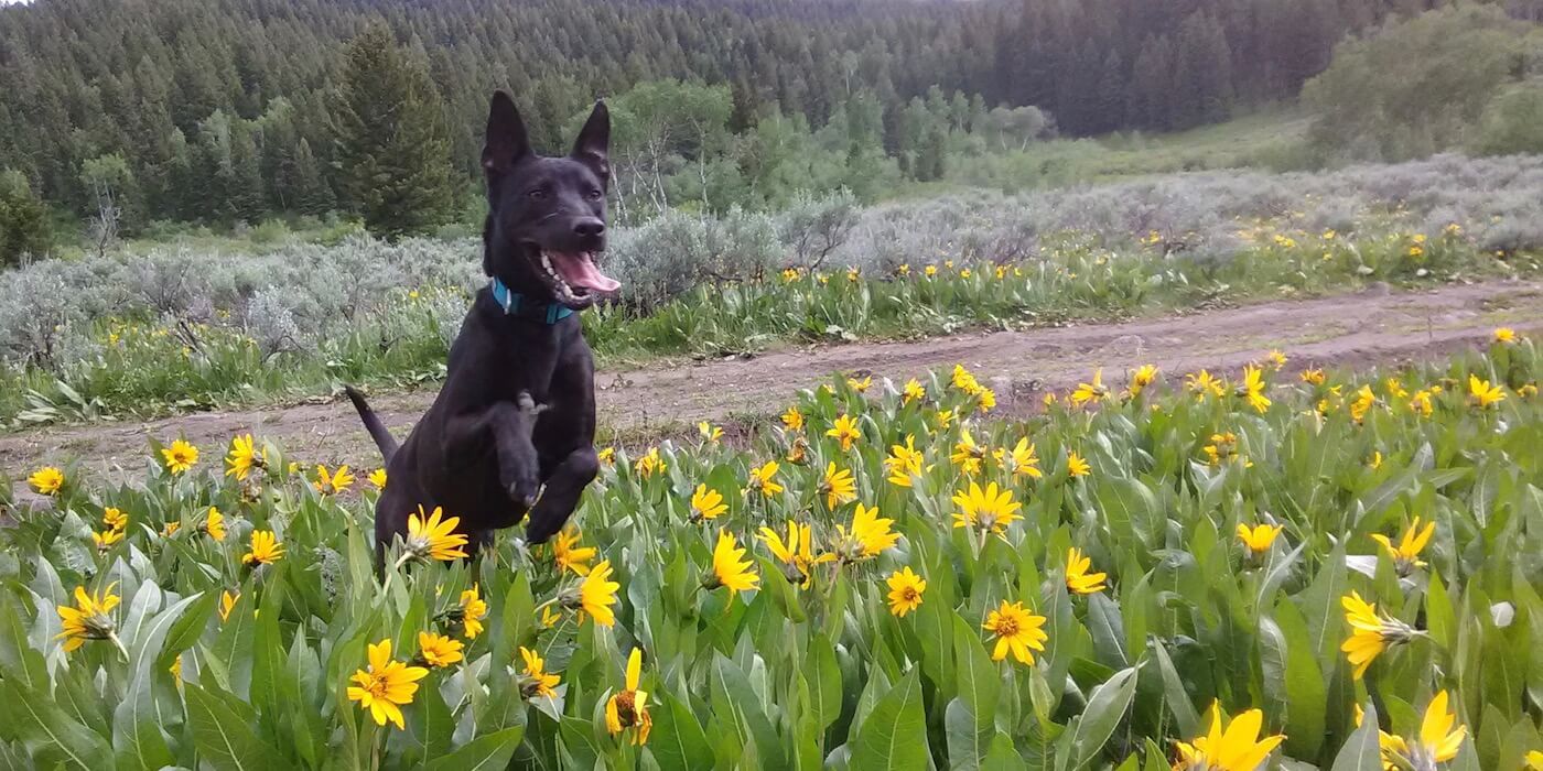 dog-jumping-in-flowers