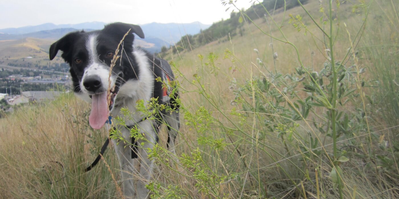 dog-on-hillside